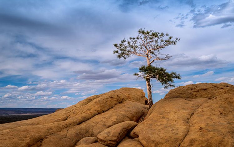 Einsamer und einziger Baum inmitten einer Felsformation